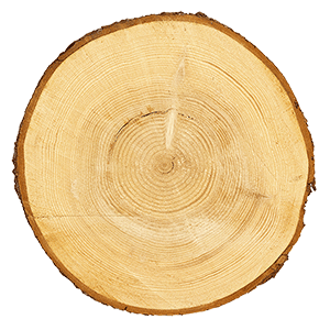 Natural wood slice